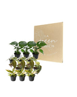 Livraison plante Coffret Philodendron - Lot de 12 plantes