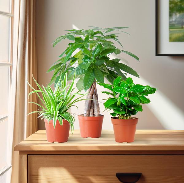Livraison plante 🐾 Coffret – Plantes Pet's Friendly
