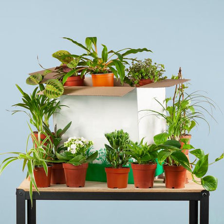 Livraison plante Coffret – Plantes seconde vie