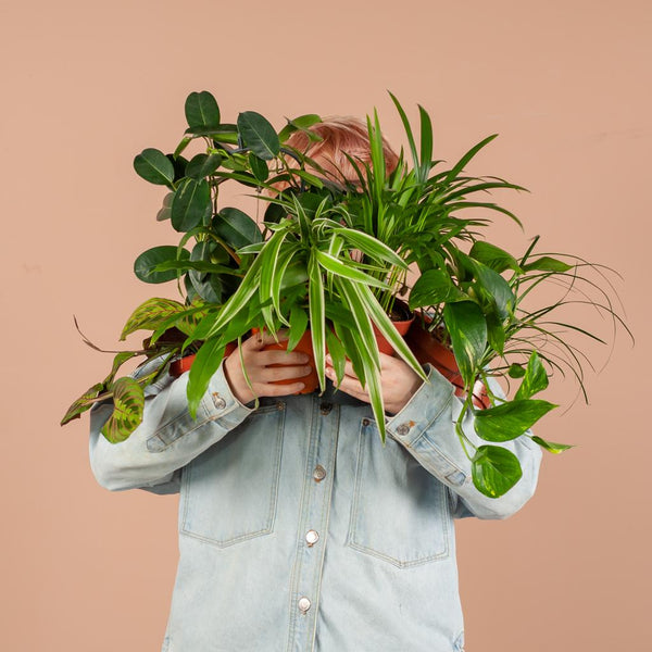 Livraison plante Coffret – Plantes seconde vie