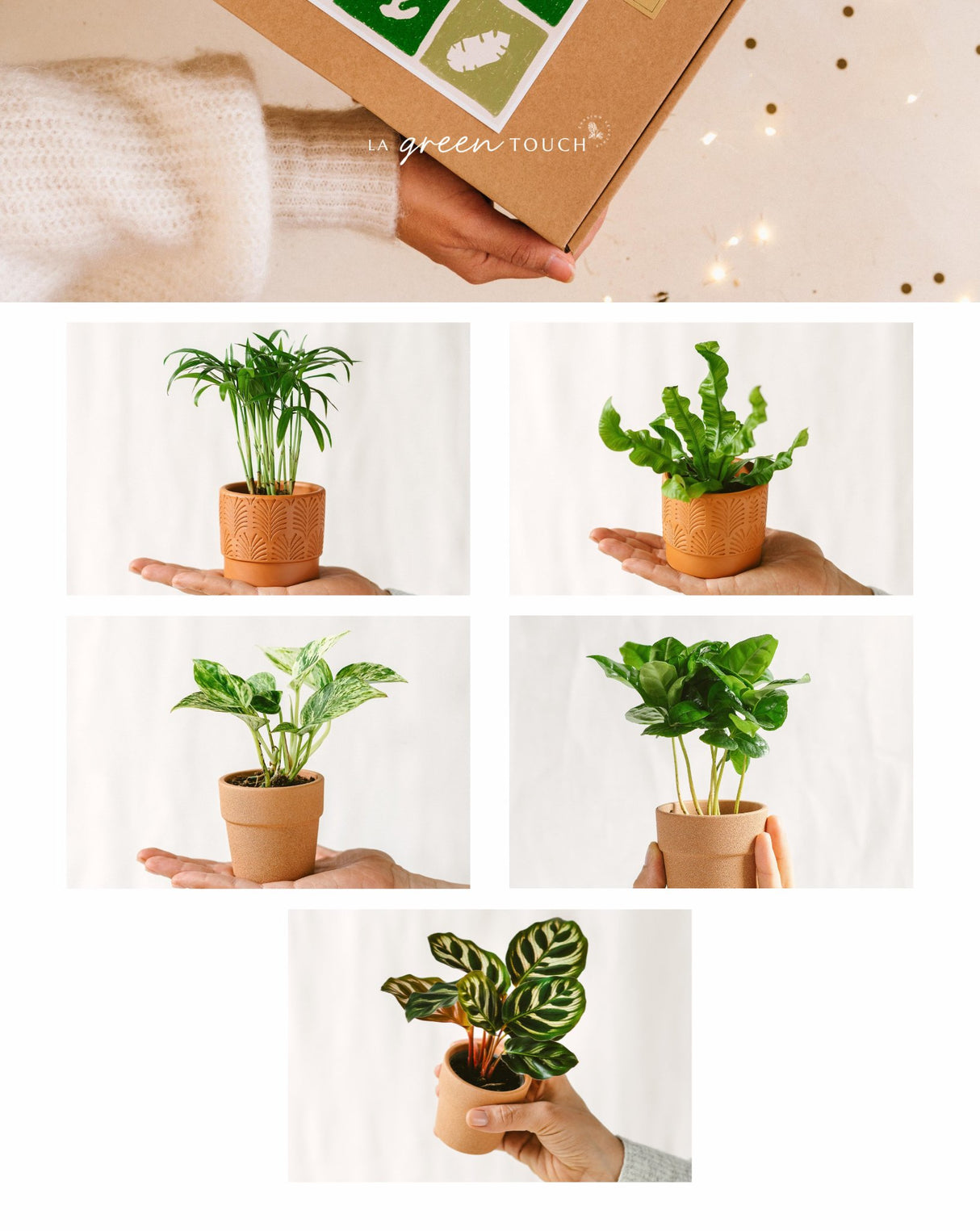 Livraison plante Coffret Purifiant - 5 Baby plantes