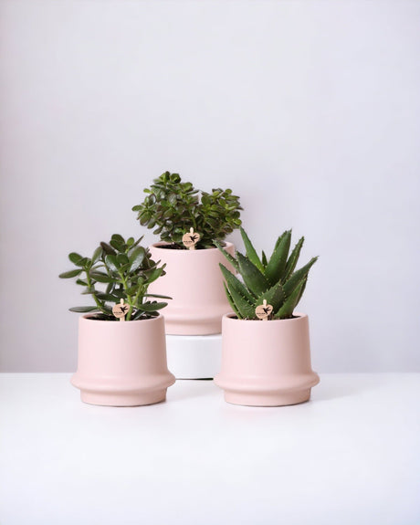 Livraison plante Coffret succulente et ses caches - pots en céramique rose - Lot de 3 plantes, h20cm