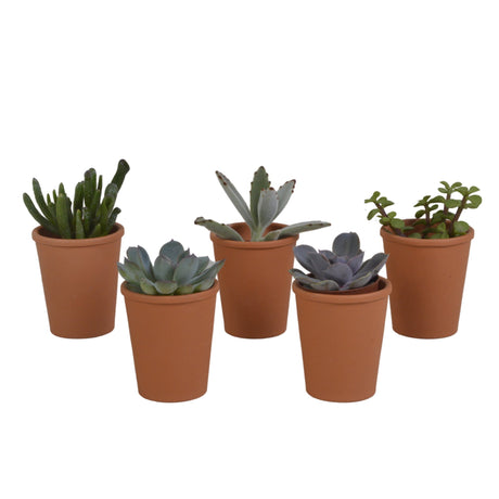 Livraison plante Coffret succulente et ses pots terracotta - Lot de 5 plantes, h13cm