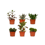Livraison plante Coffret succulente - Lot de 6 plantes, h12cm - coffret cadeau mini plante
