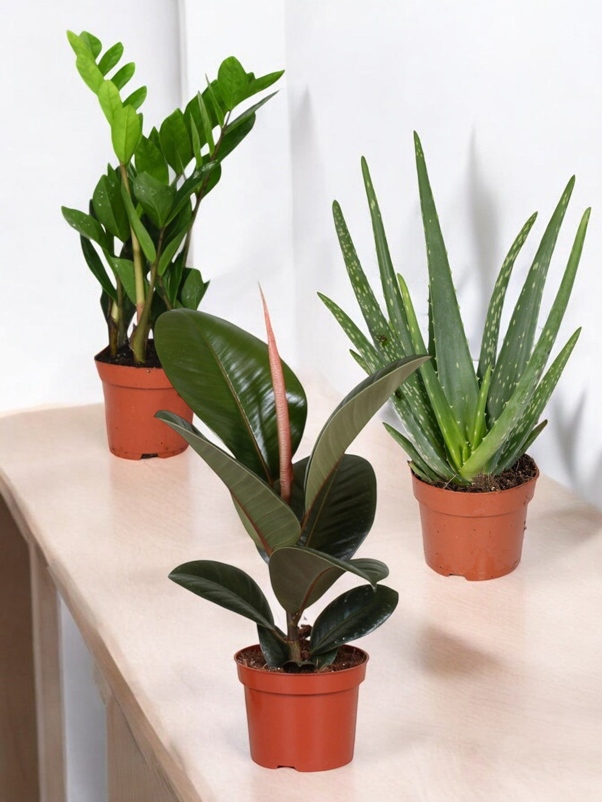 Livraison plante Coffret - Trio de plantes
