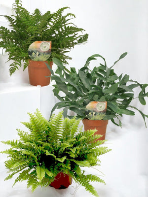 Livraison plante Coffret - Trio de plantes