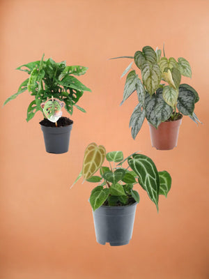 Seltene Pflanzen-Trio-Box, Höhe 25 cm