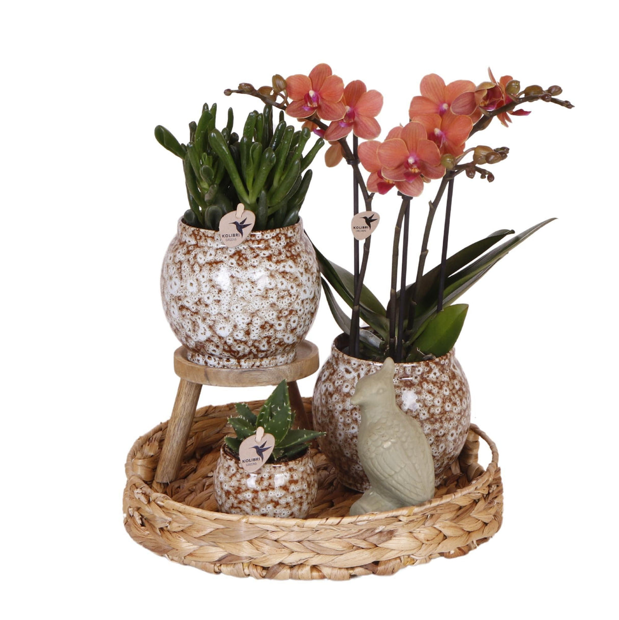 Livraison plante Coffret Untamed Nature : Orchidée Phalaenopsis et Plantes Succulentes