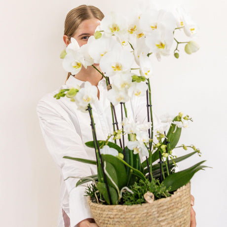 Livraison plante Composition dans un panier en coton avec réservoir d'eau de 3 orchidées blanches et 3 Rhipsalis