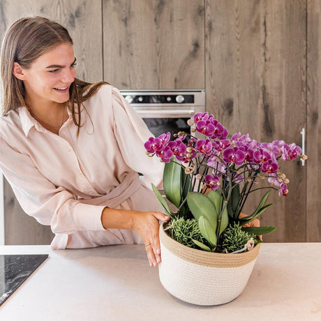 Livraison plante Composition dans un panier en coton avec réservoir d'eau de 3 orchidées violettes et 3 Rhipsalis