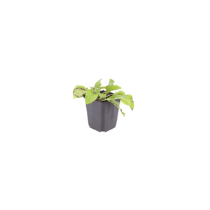 Livraison plante Consoude bleu