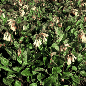 Livraison plante Consoude symphytum