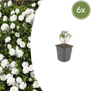 Livraison plante Corbeille d'argent