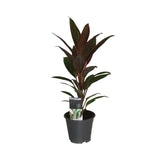 Livraison plante Cordyline 'Rumba'