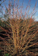 Livraison plante Cornouiller sanguin 'Anny's Winter Orange'