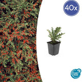 Livraison plante Cotoneaster horizontalis