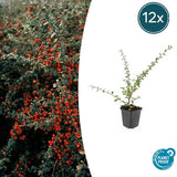 Livraison plante Cotoneaster suecicus Coral Beauty