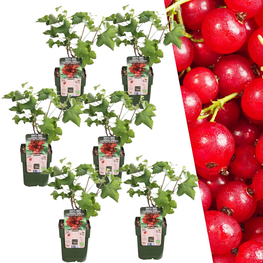 Livraison plante Cranberry bio x 6