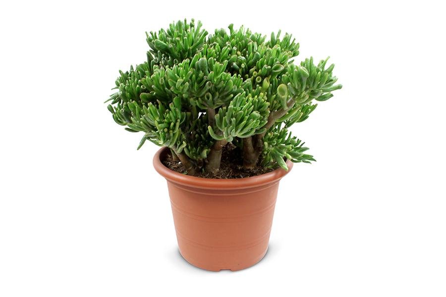 Livraison plante Crassula Hobbit - plante grasse d'intérieur