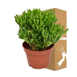 Livraison plante Crassula Ovata Hobbit h21cm - succulente