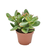 Livraison plante Crassula Ovata Sunset - plante grasse d'intérieur