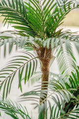 Livraison plante Cycas - Palmier artificiel