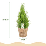 Livraison plante Cyprès d'intérieur Gold Crest Wilma