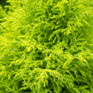 Livraison plante Cyprès Gold Crest Wilma