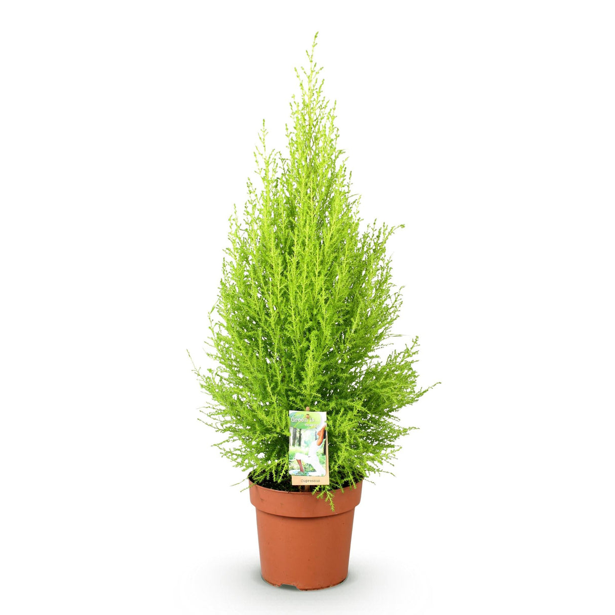 Livraison plante Cyprès Gold Crest Wilma