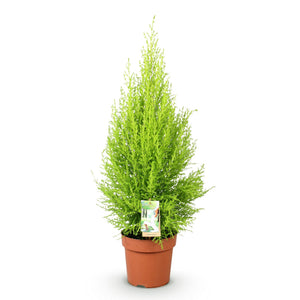 Livraison plante Cyprès Gold Crest Wilma