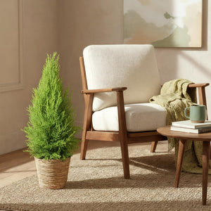 Livraison plante Cyprès Gold Crest Wilma