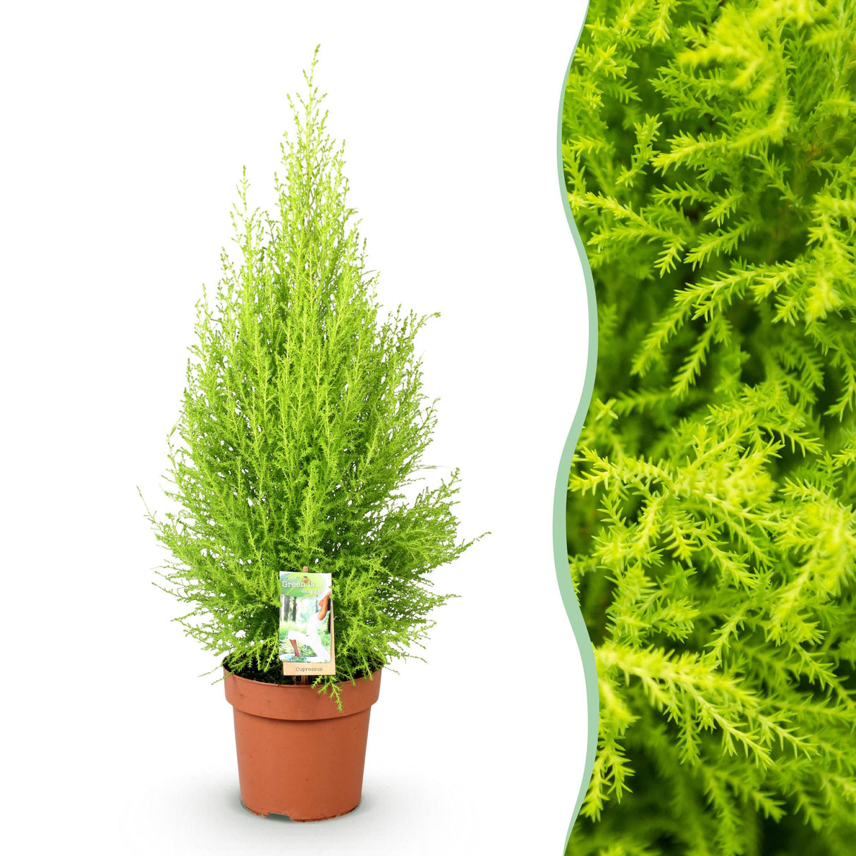 Livraison plante Cyprès Gold Crest Wilma