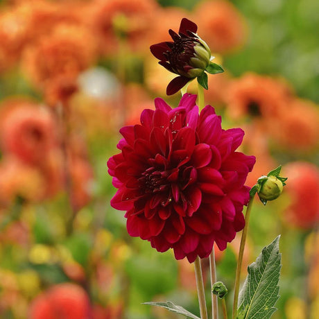 Livraison plante Dahlia Heatwave grandes fleurs rouge foncé - Coffret de 24 bulbes