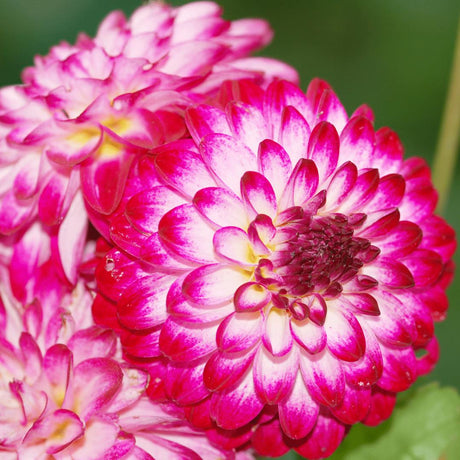 Livraison plante Dahlia Little Robert pétales ronds et frisés - coffret de 24 bulbes