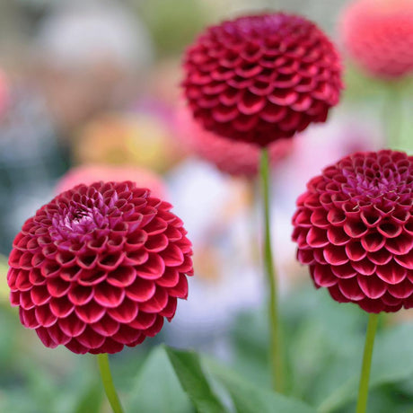 Livraison plante Dahlia Pompom Natal - coffret de 24 bulbes