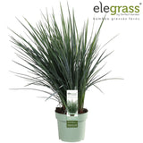 Livraison plante Dianella Revoluta 'Coolvista'® - ↨40cm - Ø19 - Plante d'extérieur