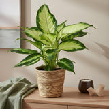 Livraison plante Diefenbachia Camilla et panier H50cm
