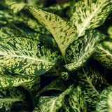 Livraison plante Dieffenbachia Compacta – Lot de 2 – Pot 17 cm