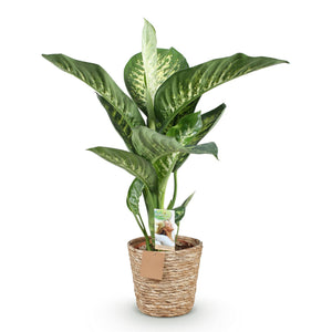 Livraison plante Dieffenbachia Tropic Snow et panier H95 cm
