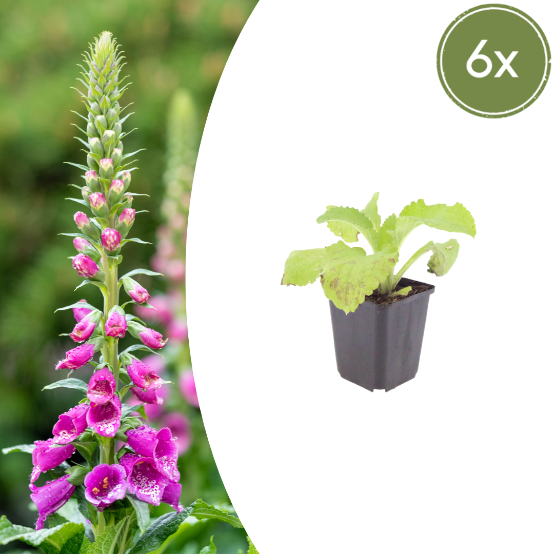 Livraison plante Digitale pourpre