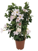 Livraison plante Dipladenia blanc