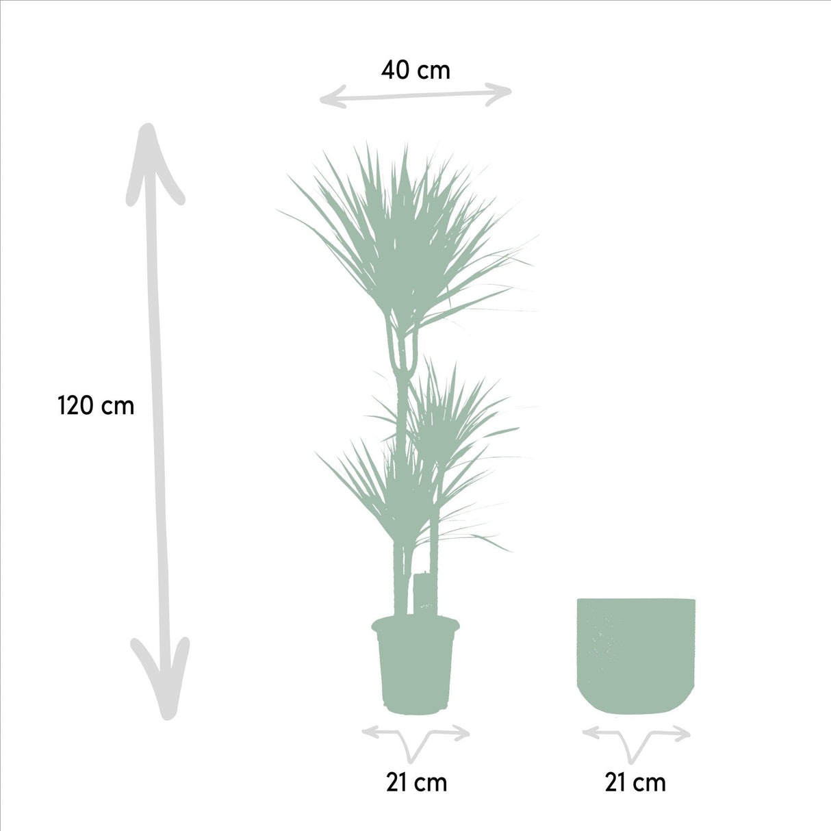 Livraison plante Dracaena et son cache h120cm