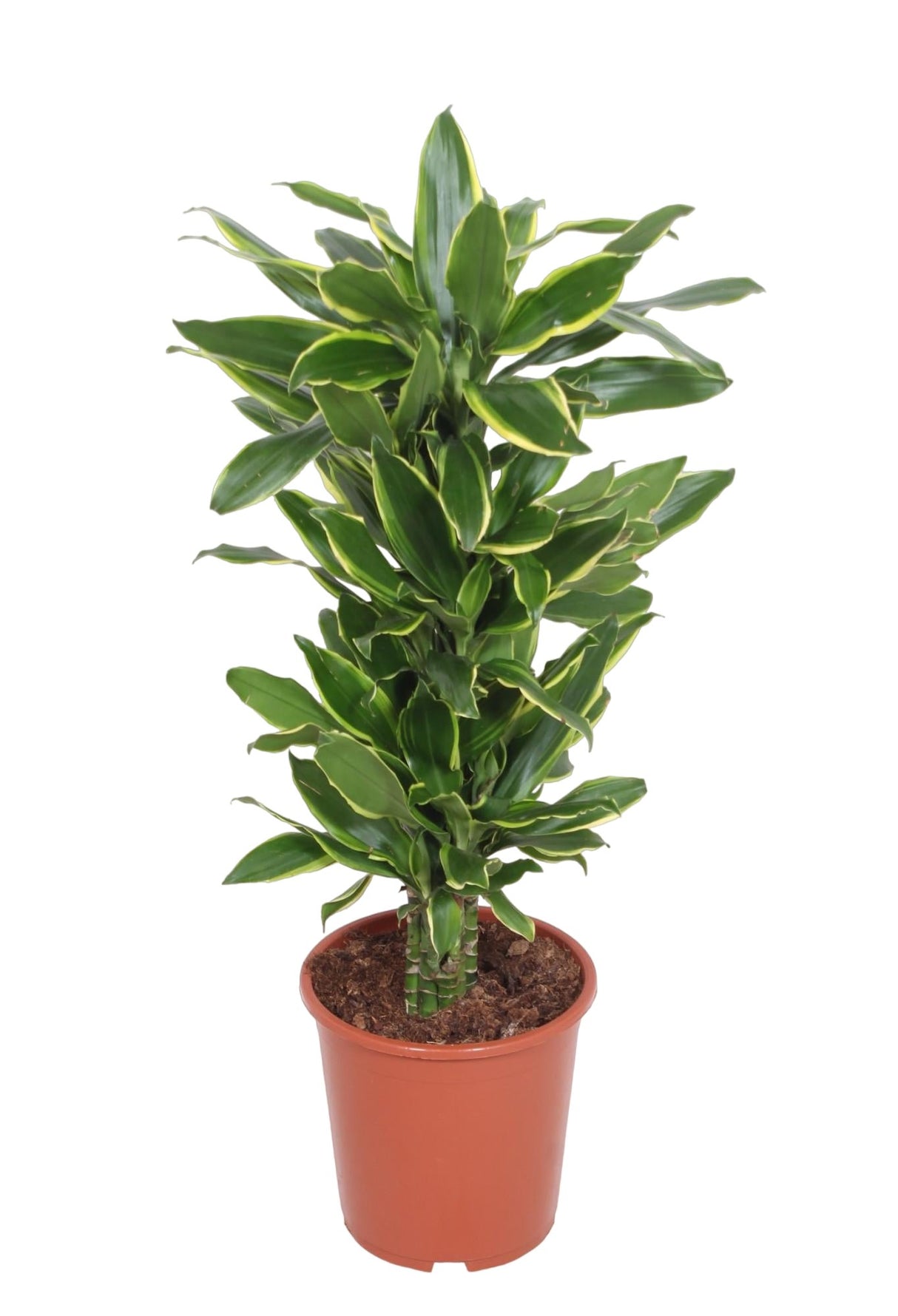 Livraison plante Dracaena 'Golden Coast'