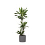 Livraison plante Dracaena Janet Lind et son pot