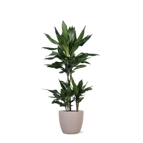 Livraison plante Dracaena Janet Lind et son pot