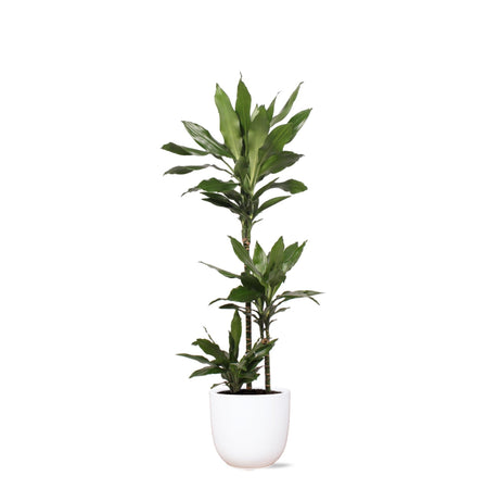 Livraison plante Dracaena Janet Lind et son pot