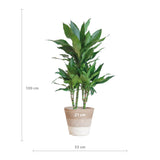 Livraison plante Dracaena Janet Lindt et son pot