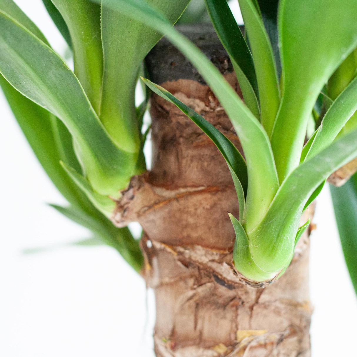 Livraison plante Dracaena Janet Lindt et son pot