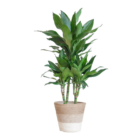 Livraison plante Dracaena Janet Lindt et son pot