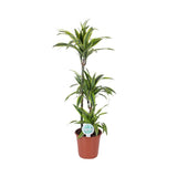 Livraison plante Dracaena 'Lemon Lime'